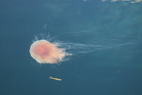 Lion's Mane Jelly
