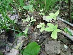 Gymnospermium altaicum