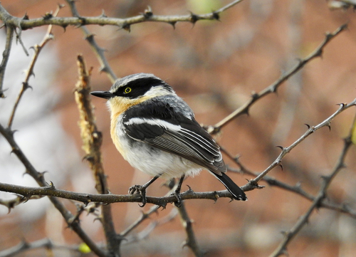 iNaturalist image