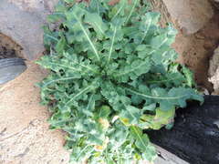 Sonchus megalocarpus