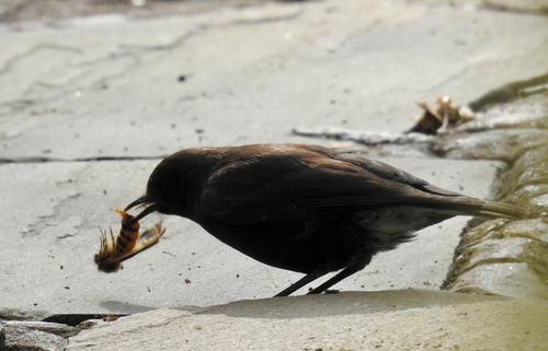 iNaturalist image