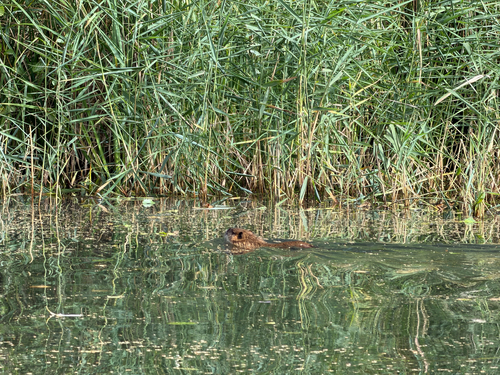 Coypu