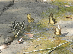 Heraclides androgeus