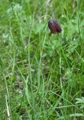 Fritillaria meleagroides