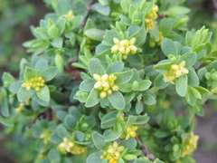 Pimelea serpyllifolia serpyllifolia