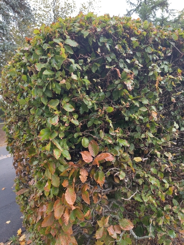 European beech
