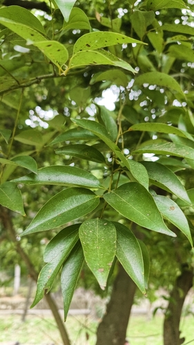 Cinnamomum burmanni observed 2026-10-03