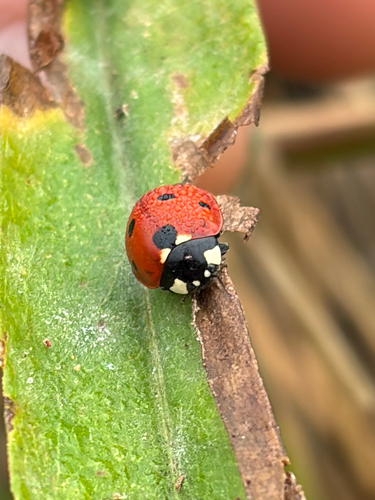 Seven-spotted Lady Beetle
