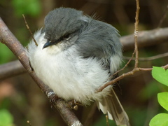 Eopsaltria georgiana