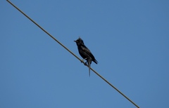 Knipolegus lophotes
