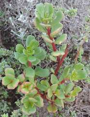 Stackhousia spathulata