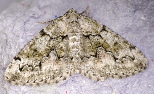 Cleorodes lichenaria