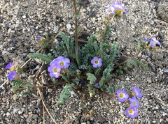 Phacelia fremontii