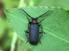 Schizotus cervicalis