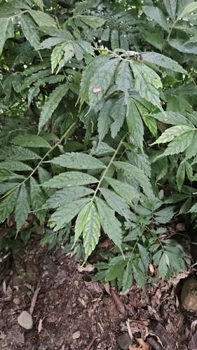 Elatostema lineolatum observed 2026-10-03