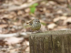 Sericornis maculatus