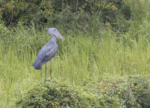 Shoebill