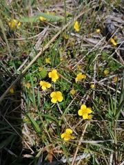 Potentilla erecta