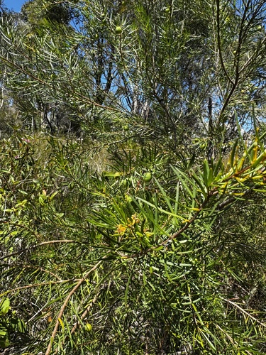 Persoonia virgata observed 2026-10-03