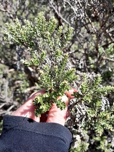 Brachyglottis cassinioides observed 2026-10-03