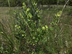 Phyllanthopsis phyllanthoides