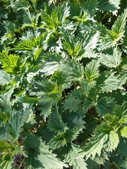 Urtica dioica