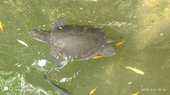 Carettochelys insculpta