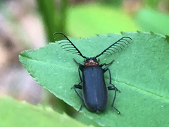 Schizotus cervicalis
