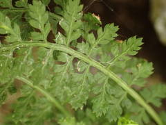Asplenium fontanum
