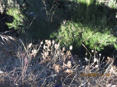 Trifolium angustifolium