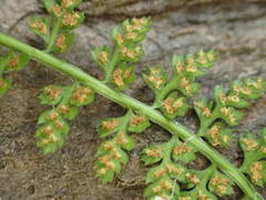Asplenium fontanum