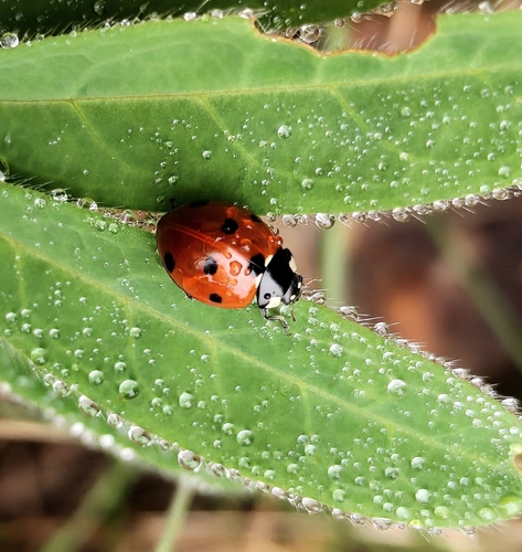Seven-spotted Lady Beetle