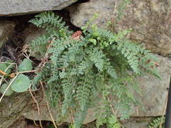 Asplenium fontanum