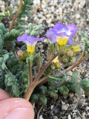 Phacelia fremontii