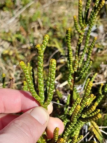 Veronica hectorii observed 2026-10-03