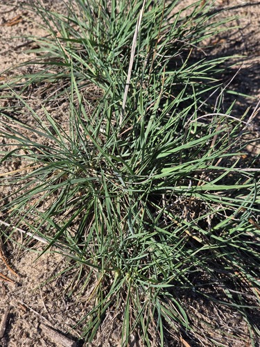 Koeleria glauca observed 2026-09-14