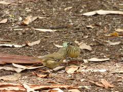 Sericornis maculatus