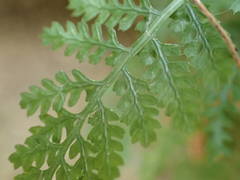 Asplenium fontanum