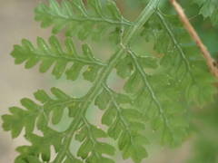 Asplenium fontanum