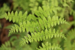 Dryopteris peranema