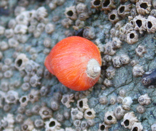 Nucella ostrina