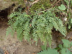 Asplenium fontanum