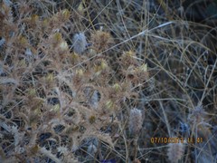 Trifolium angustifolium