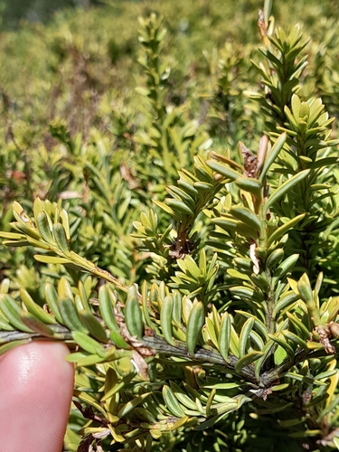 Podocarpus nivalis observed 2026-10-03
