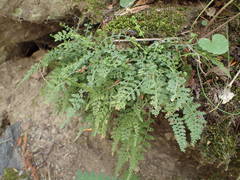 Asplenium fontanum