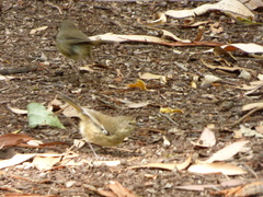 Sericornis maculatus