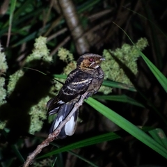 Caprimulgus atripennis