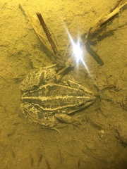 Whitmania pigra