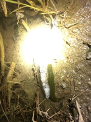 Whitmania edentula
