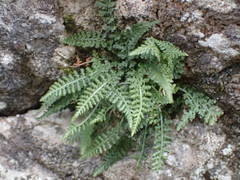 Asplenium fontanum